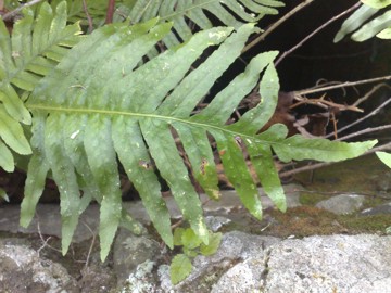 Polypodium cfr. cambricum